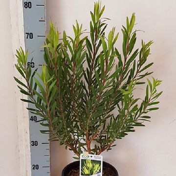 Leucadendron 'Inca Gold'