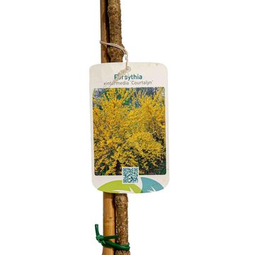 Forsythia x intermedia 'Courtalyn'