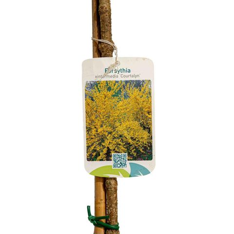 Forsythia x intermedia 'Courtalyn'