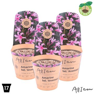 x Amarine BELLADIVA ANASTASIA