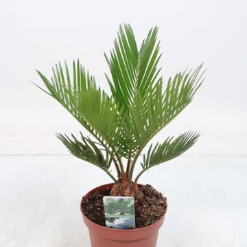 Cycas revoluta
