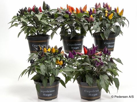Capsicum annuum MAYA FUEGO MIX