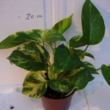 Epipremnum pinnatum 'Aureum'
