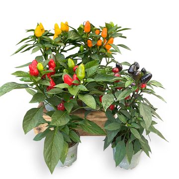 Capsicum annuum MIX