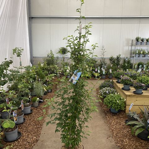 Hibiscus syriacus FLOWER TOWER WHITE