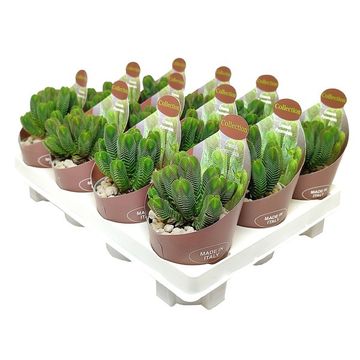 Crassula pyramidalis