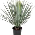 Yucca rostrata