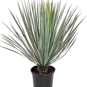 Yucca rostrata
