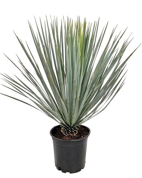 Yucca rostrata