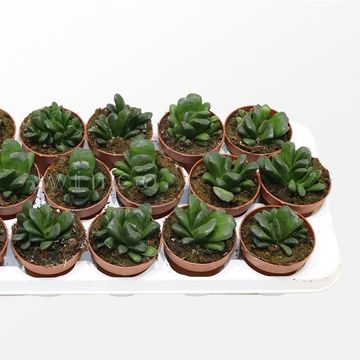 Haworthia maughanii x truncata