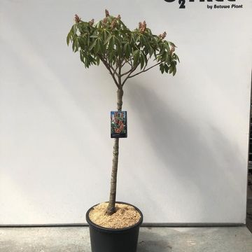 Aesculus pavia discolor