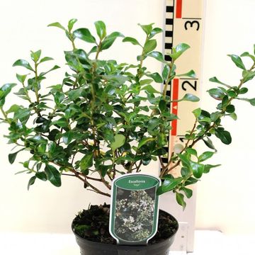 Escallonia 'Iveyi'