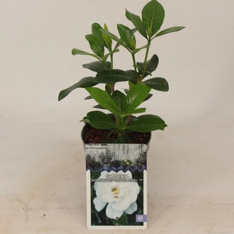 Gardenia jasminoides 'Crown Jewel'
