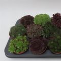 Sempervivum MIX
