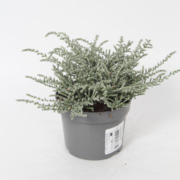 Olearia lepidophylla 'Silver Knight'