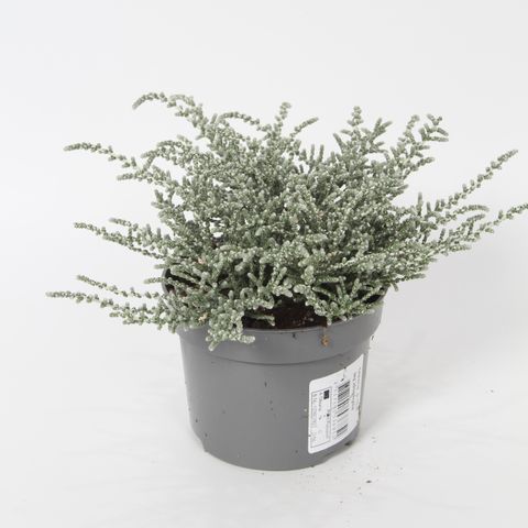 Olearia lepidophylla 'Silver Knight'