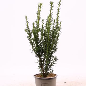 Taxus x media 'Groenland'