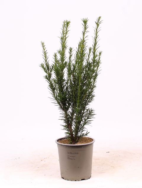 Taxus x media 'Groenland'