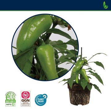 Capsicum annuum JUST CHILL'N
