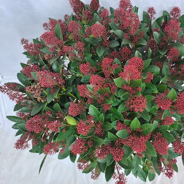 Skimmia japonica 'Rubella'