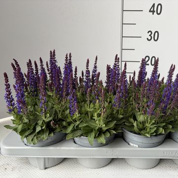 Salvia nemorosa SENSATION DEEP BLUE