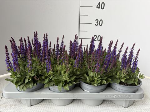 Salvia nemorosa SENSATION DEEP BLUE
