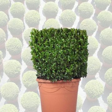 Buxus sempervirens