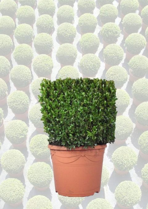 Buxus sempervirens
