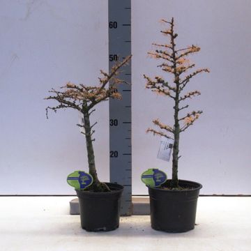 Larix decidua