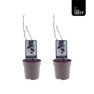 Rubus 'Thornless Boysenberry'