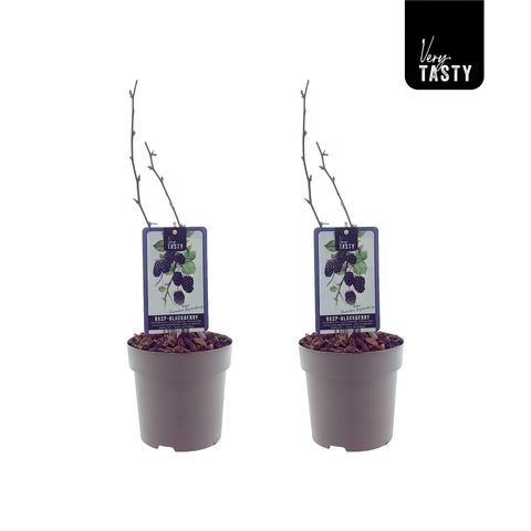 Rubus 'Thornless Boysenberry'