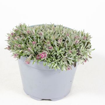 Antennaria dioica