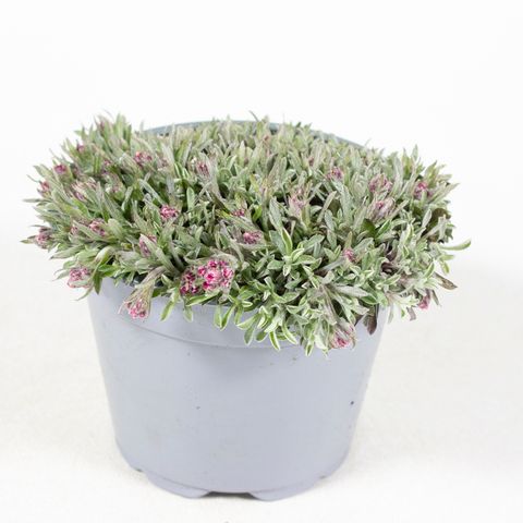 Antennaria dioica