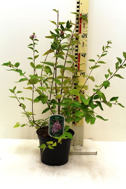 Syringa microphylla 'Superba'