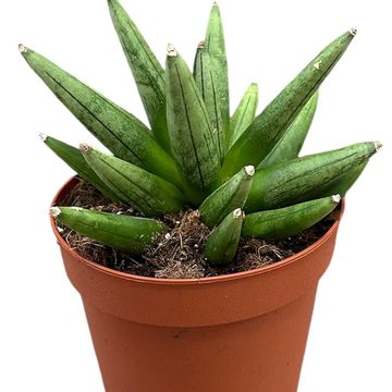 Sansevieria 'Boncellensis Hedgehog'