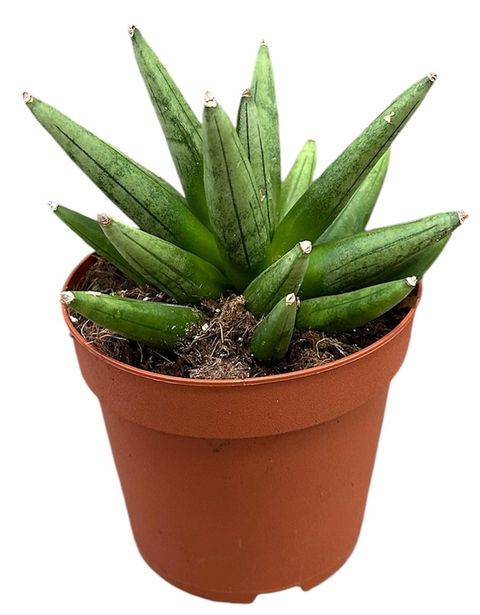 Sansevieria 'Boncellensis Hedgehog'