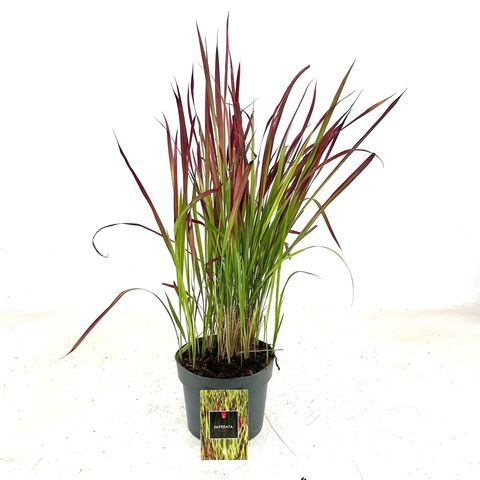 Imperata cylindrica 'Ред Барон'