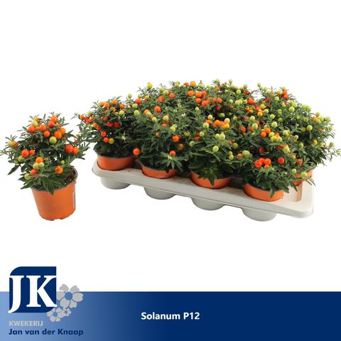 Solanum pseudocapsicum 'Jupiter' (Kwekerij Jan van der Knaap)