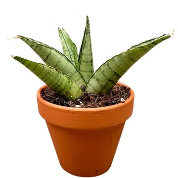 Sansevieria 'Himalayan'