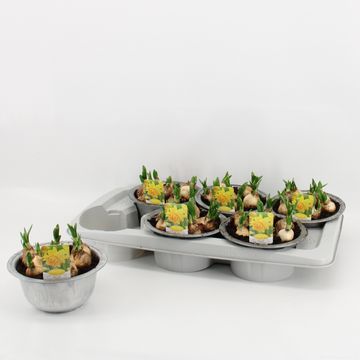 Нарцисс 'Tête Bouclé'