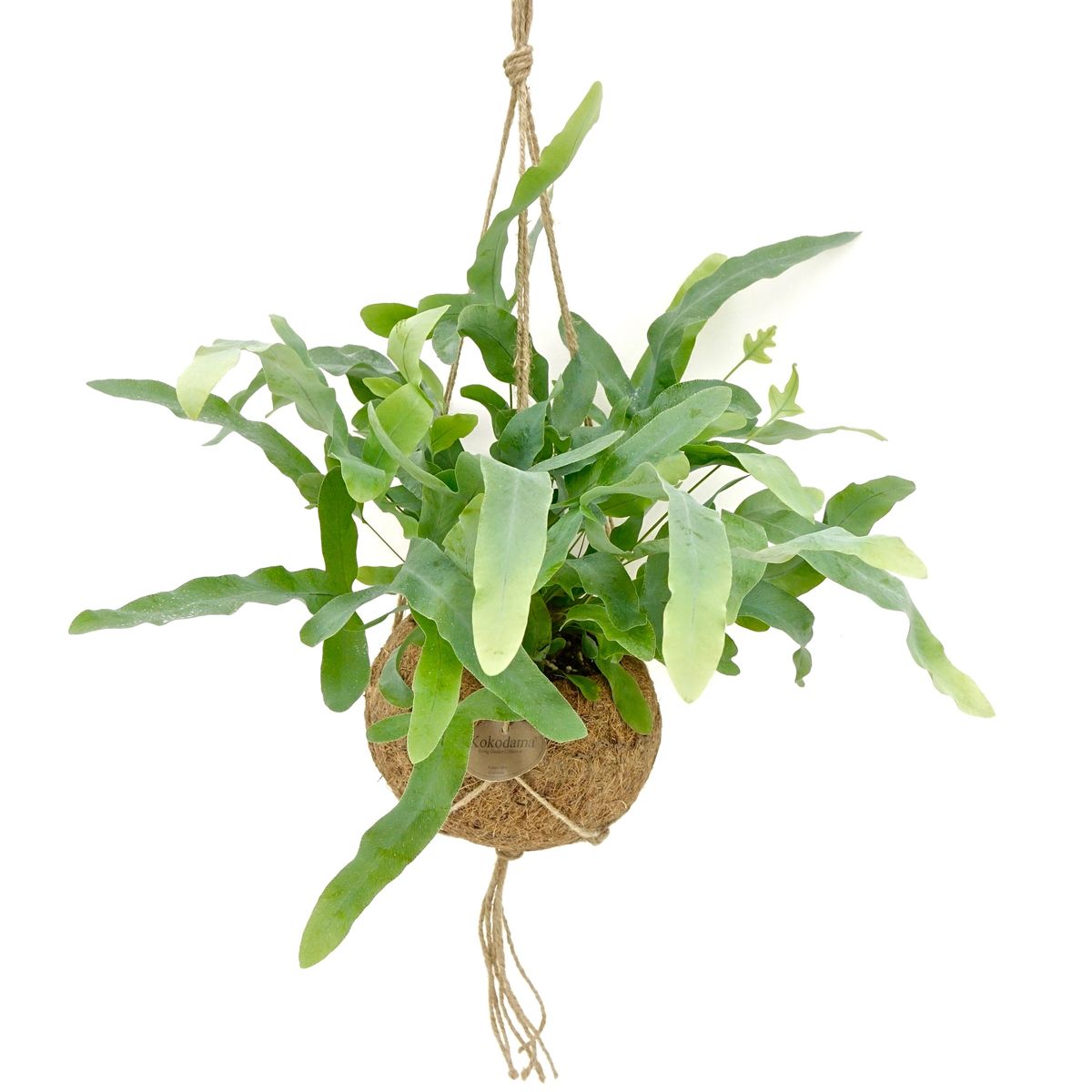 Phlebodium aureum — Plant Wholesale FlorAccess