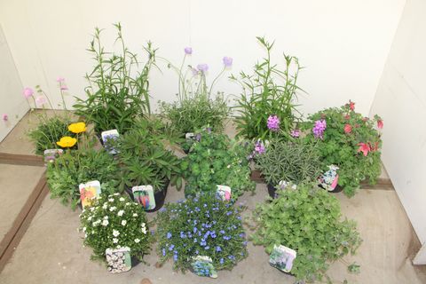 Plantas perennes MIX