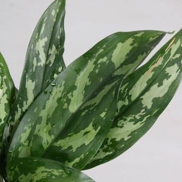 Aglaonema 'Gemini'