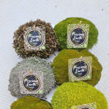 Piante di roccia﻿ MIX