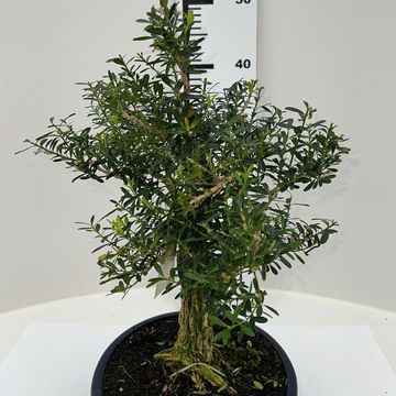 Buxus harlandii