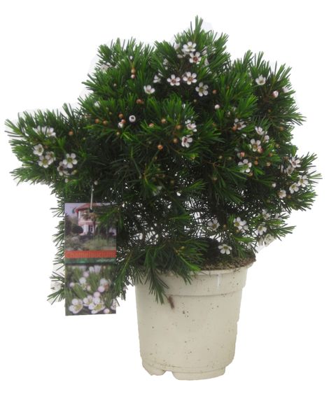 Chamelaucium uncinatum