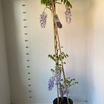 Wisteria sinensis 'Prolific'