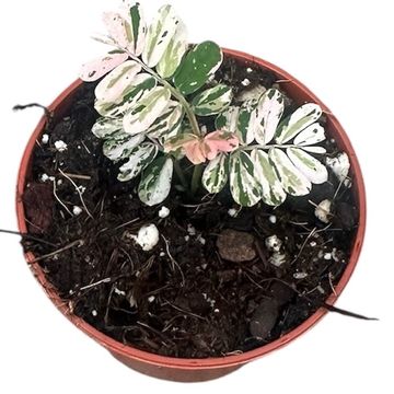 Phyllanthus urinaria 'Variegata'