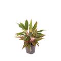 Aglaonema 'Jungle Baby'