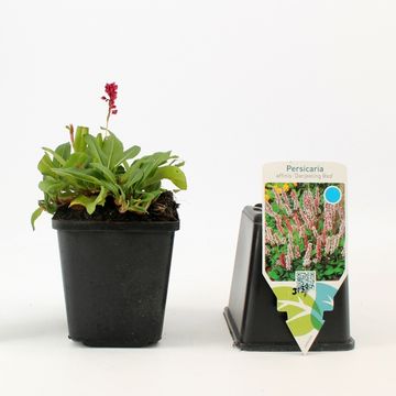 Persicaria affinis 'Darjeeling Red'